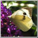 Pieris brassicae - Grosser Kohlweissling 02.jpg